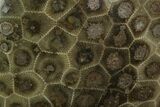 Polished Petoskey Stone (Fossil Coral) - Michigan #131090-1
